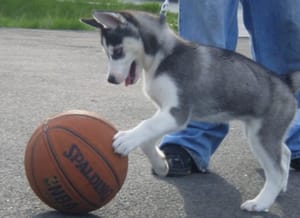 2026 B1G Basketball Previews: Washington