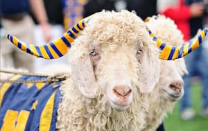 Bill the Goat v the Pouncer the Tiger: Memphis Tries to Disrespect the Troops on Thanksgiving