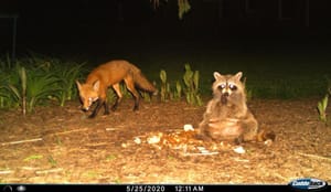 Thursday February 12 Links and Banter