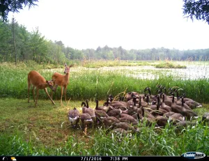 Wednesday March 11 Links and Banter