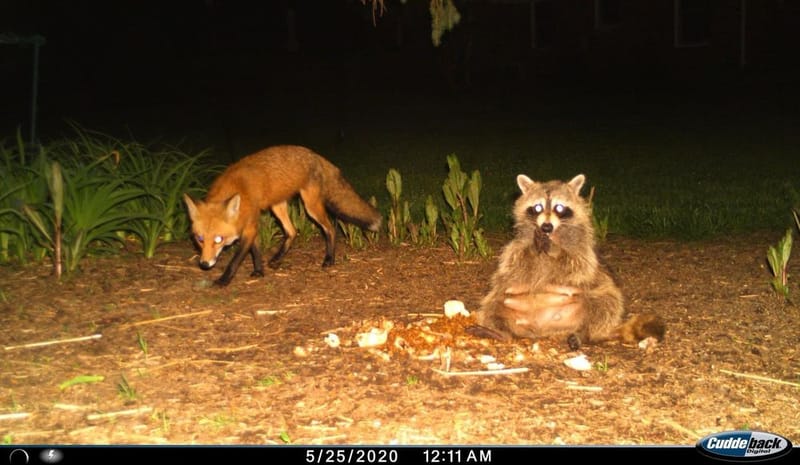 Thursday February 12 Links and Banter